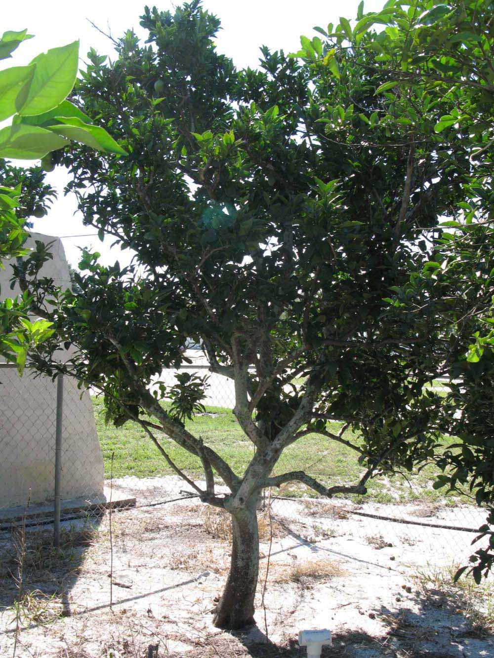              Habit (Winter Haven, FL)       